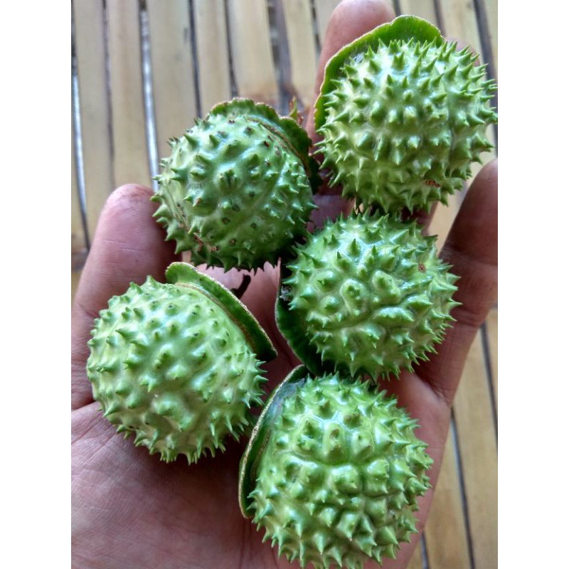 Jual buah kecubung segar