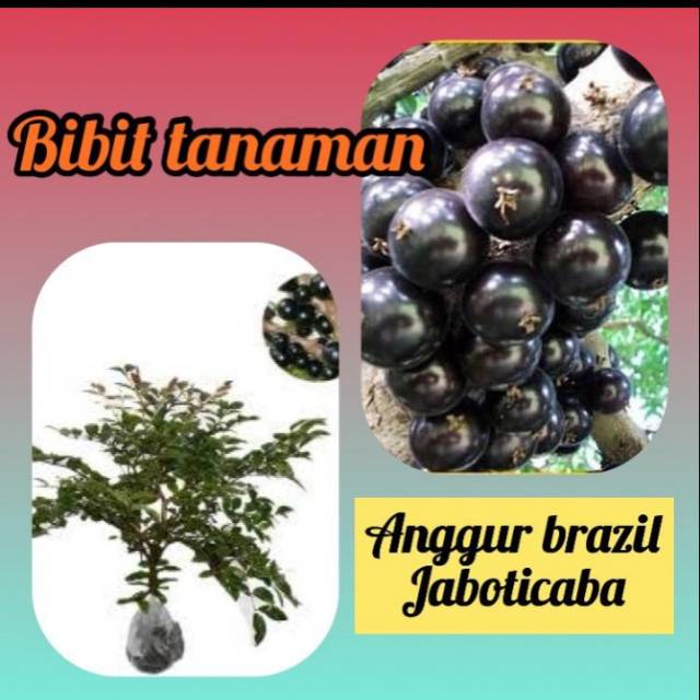 Bibit Anggur Brazil / Anggur Pohon Jaboticqba Hasil Okulasi Bibit Buah