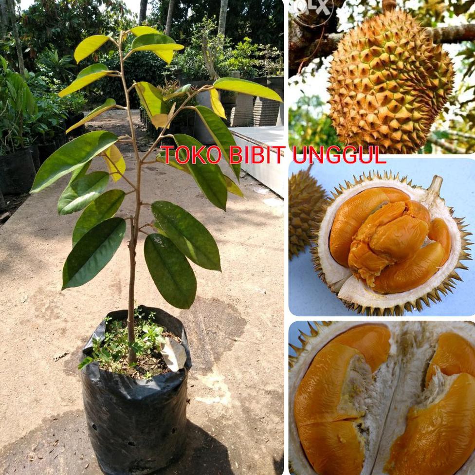 Asli Bibit Buah Durian Duri Hitam Asli Unggul *_*