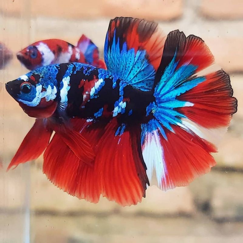 IKAN CUPANG HIAS LUXURY SEPASANG HALFMOON MULTICOLOUR GALAXY TOP GRADE A PROMO TERMURAH