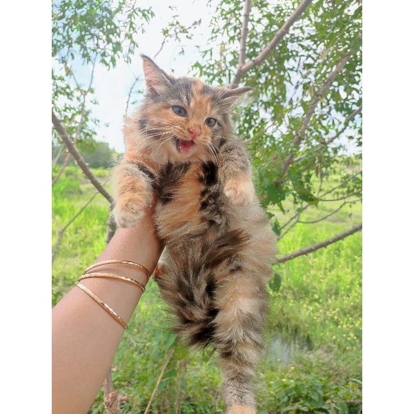 Kucing persia anggora