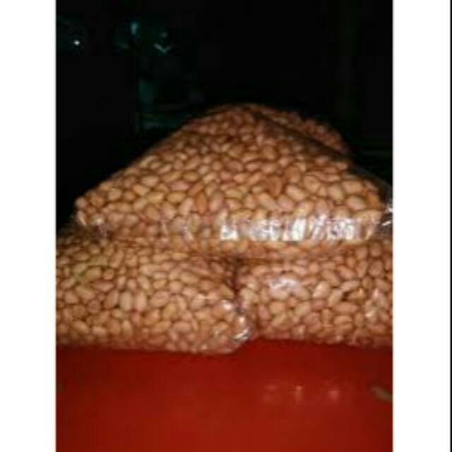 

Bibit kacang tanah. Dua kelinci