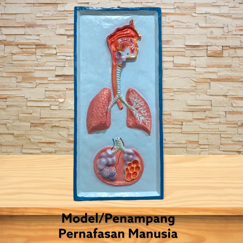 Alat Peraga Poster Organ Pernapasan Manusia Shopee In 7765