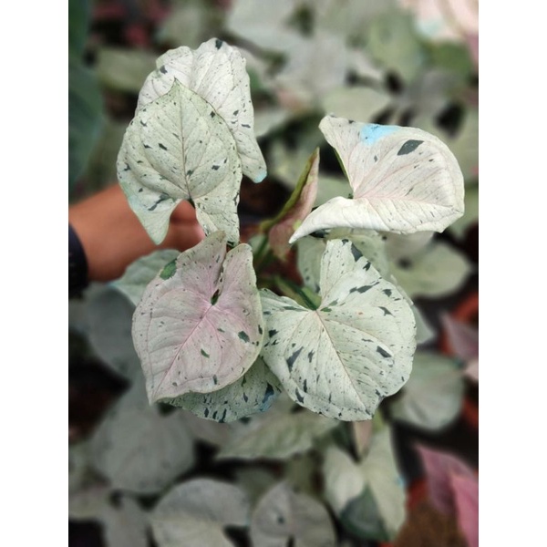 Syngonium green splash