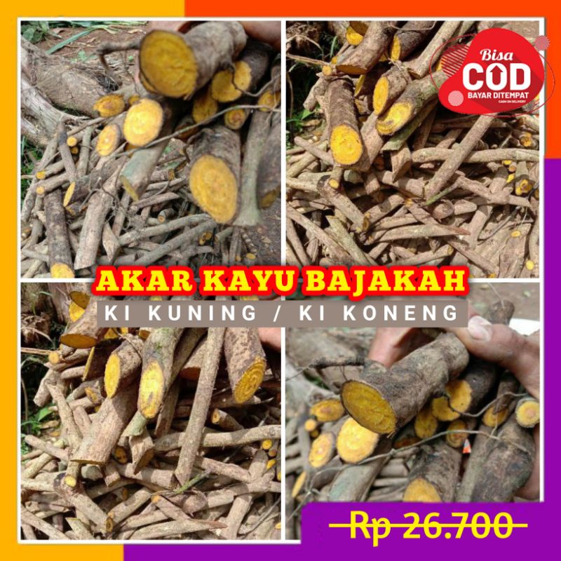 

Akar Kayu Bajakah Ki Kuning / Akar Ki koneng Asli Obat Herbal Alami Paket Hemat 250gr