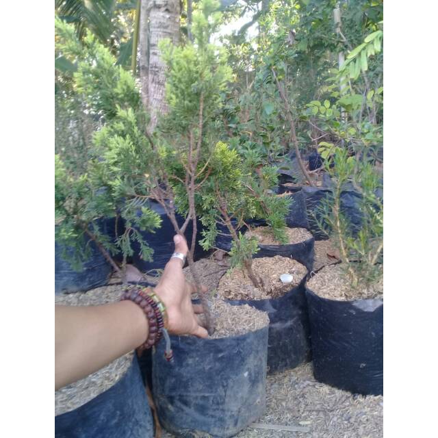 Cemara golden sinensis