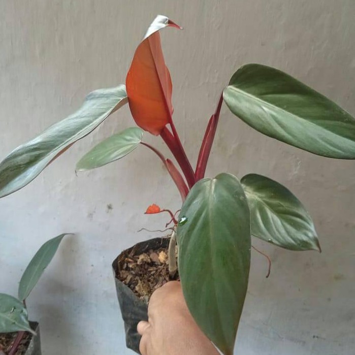 tanaman hias philo Dark Lord-Dark Lord