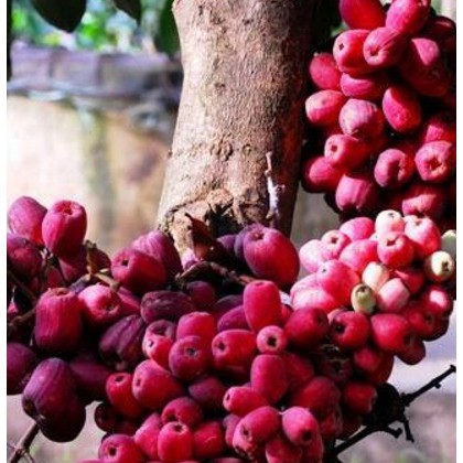 Tanaman Jambu Air Bira(Jambu Irian / Papua)