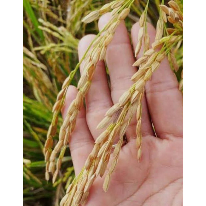 

Bibit padi merah local/beras merah kampung 1 kg