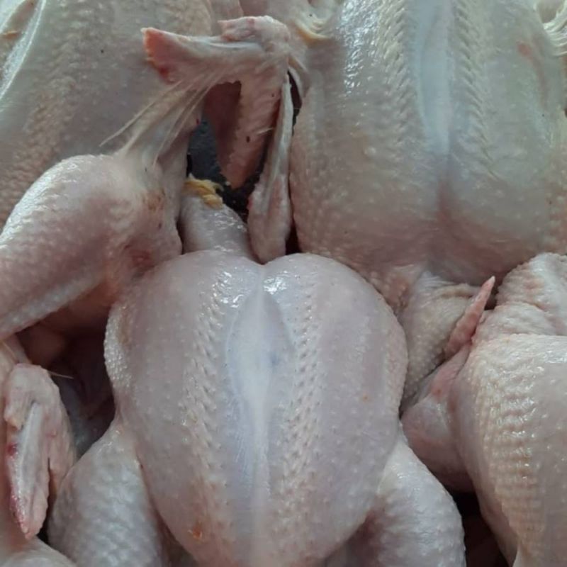 

Ayam Boiler 2000 Gram