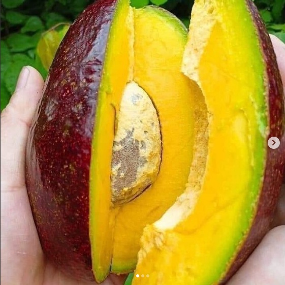 Bibit Alpukat Red Vietnam Asli / Tanaman Buah Alpukat Red Vietnam Stek Cepat Berbuah