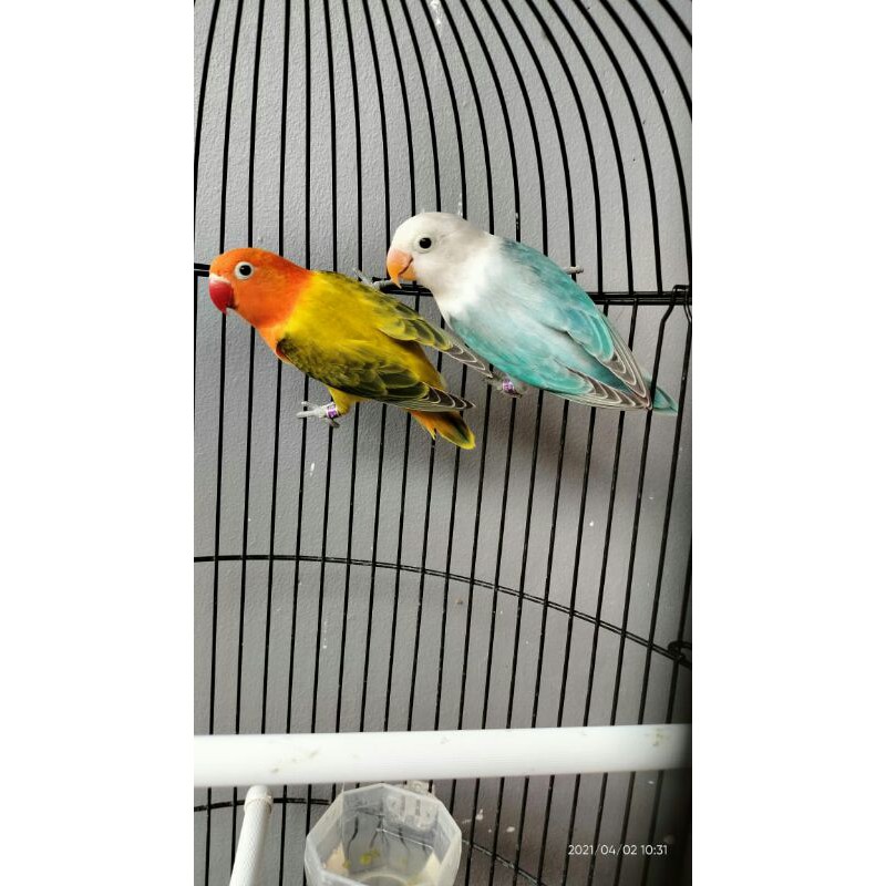 burung lovebird biola euwing