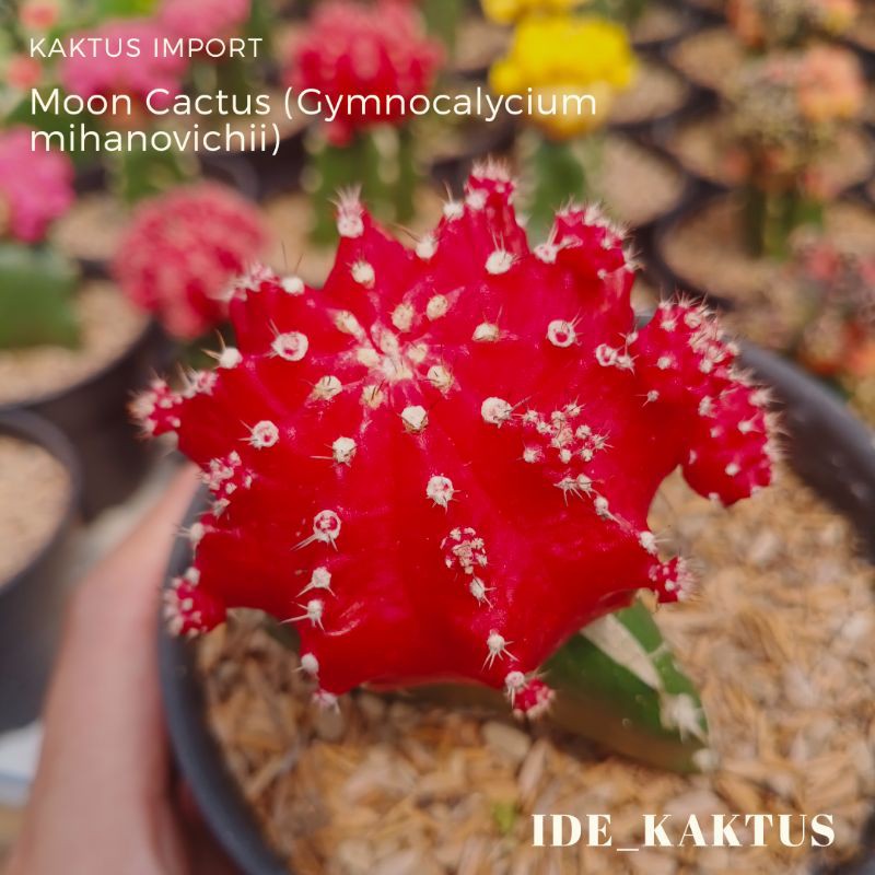 Kaktus import Red Moon Cactus (Gymnocalycium mihanovichii) Gratis Pot