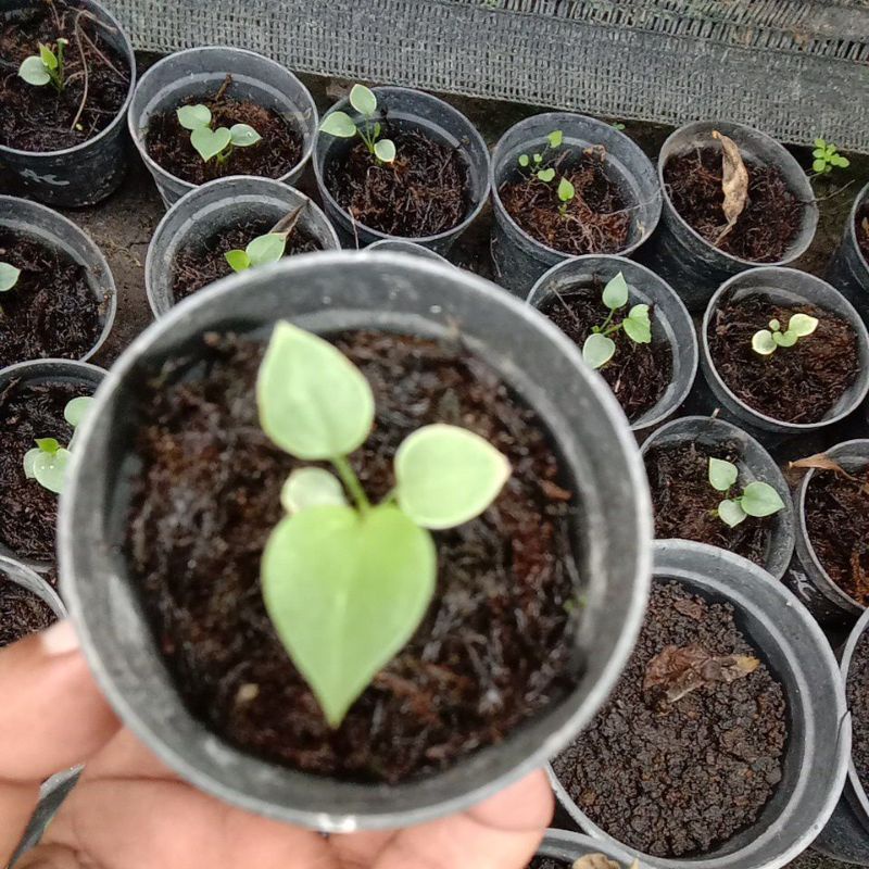 anthurium corong seedling