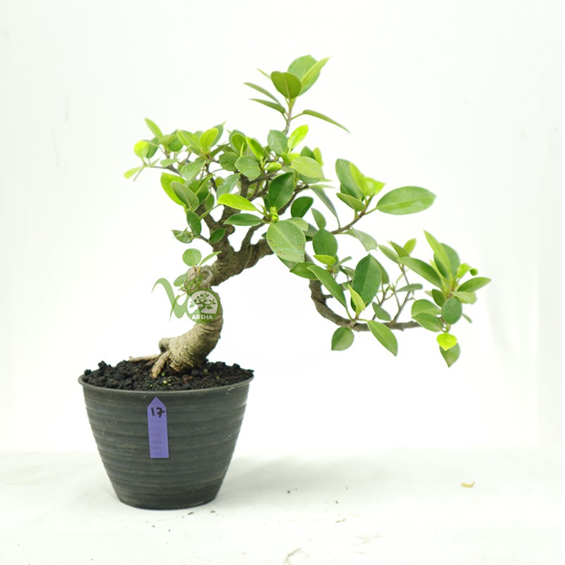 Bonsai Ficus Microcarpa - 17