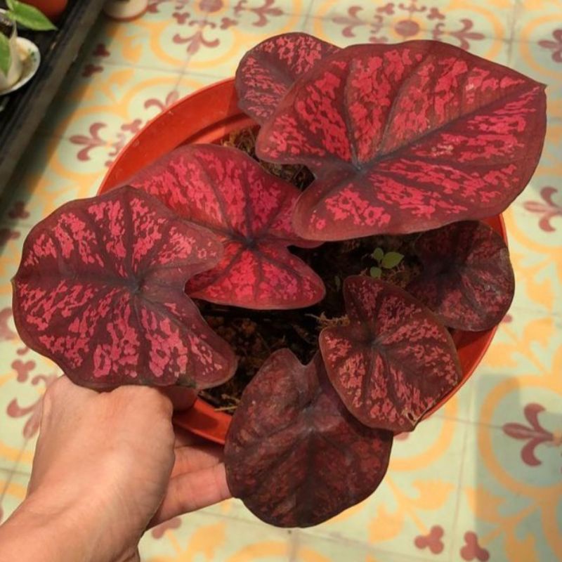 Caladium Sevenluck / Tanaman Hias Keladi Seven Luck size anakan