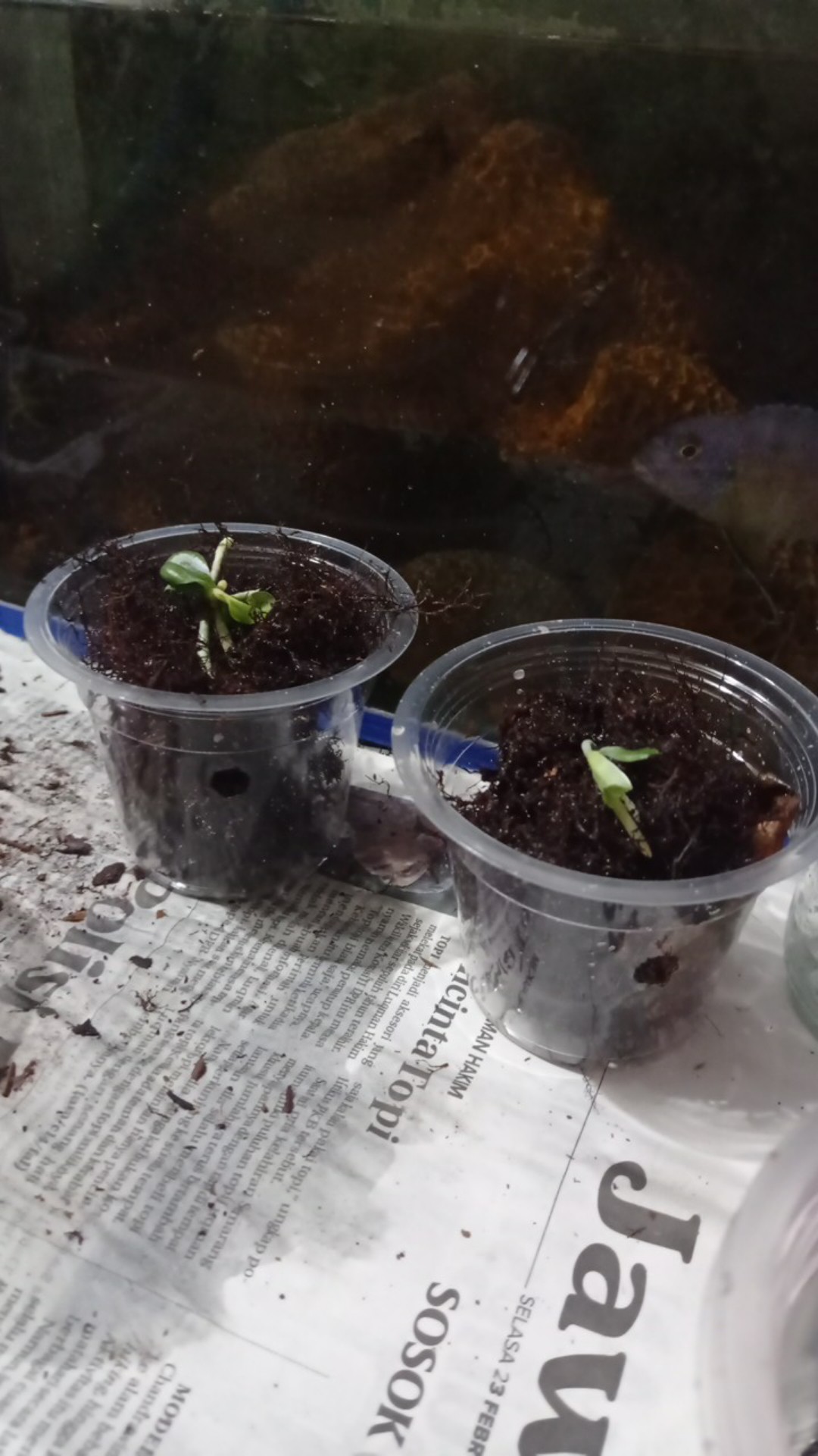 Bibit Bunga Anggrek Bulan Phalaenopsis Anggrek Botol