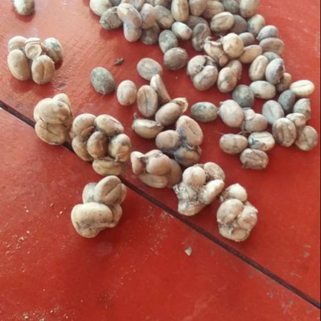 

Kopi luwak murni