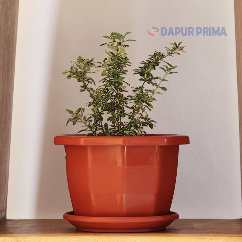 POT BUNGA LANTAI HEXAGONAL BESAR + TATAKAN 20 CM