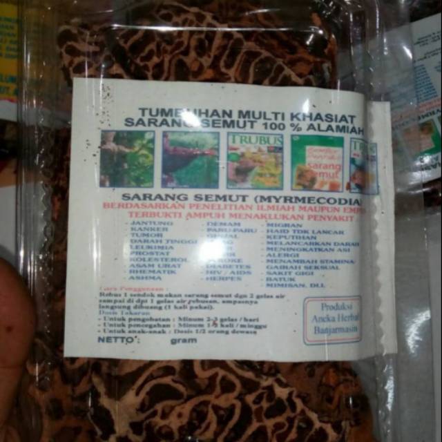 

Sarang semut herbal kalimantan