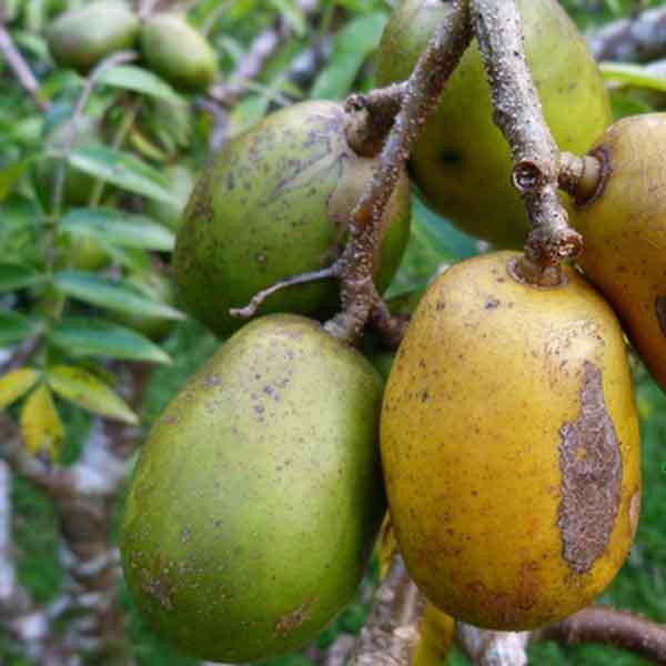 Bibit Tanaman Buah Kedondong Bangkok