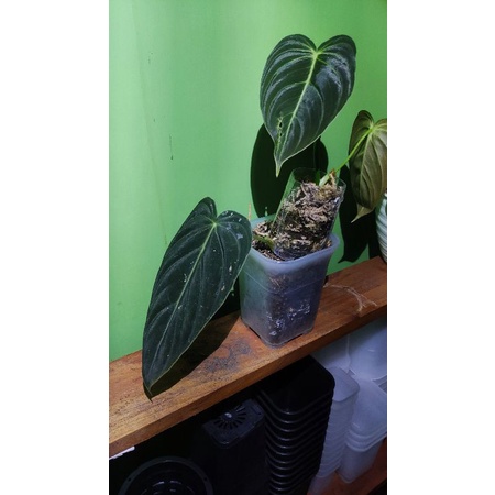 EKONOMIS  Philodendron Melanochrysum (Narrow form)