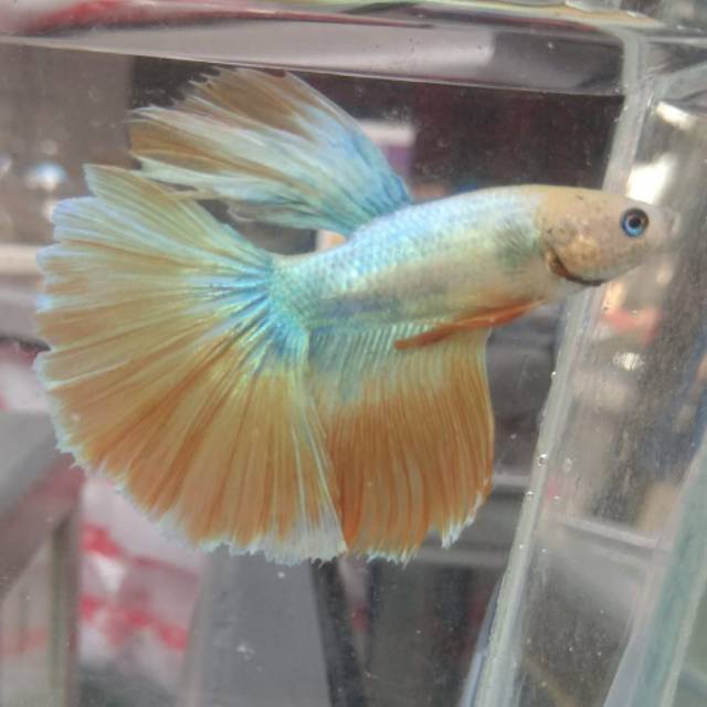 Ikan cupang slayer