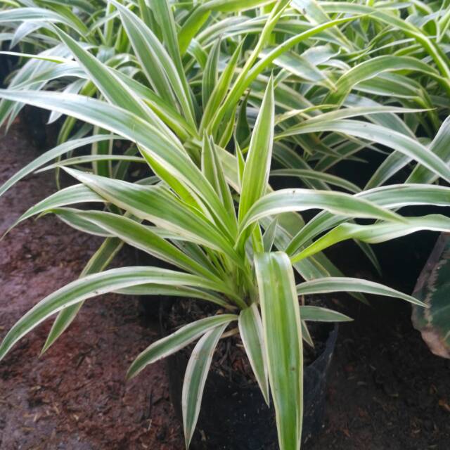 Tanaman hias lili paris daun besar - spider plant