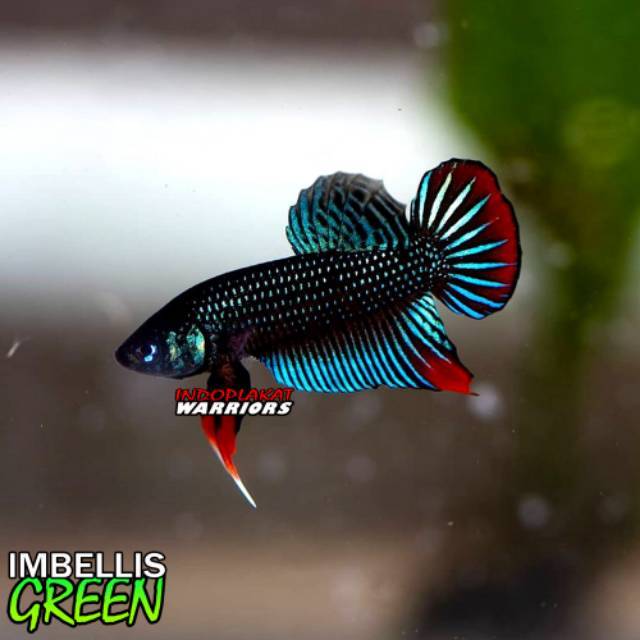 Wild Betta Cupang Alam Imbellis Bloodline Thailand Pair Sepasang Shopee Indonesia