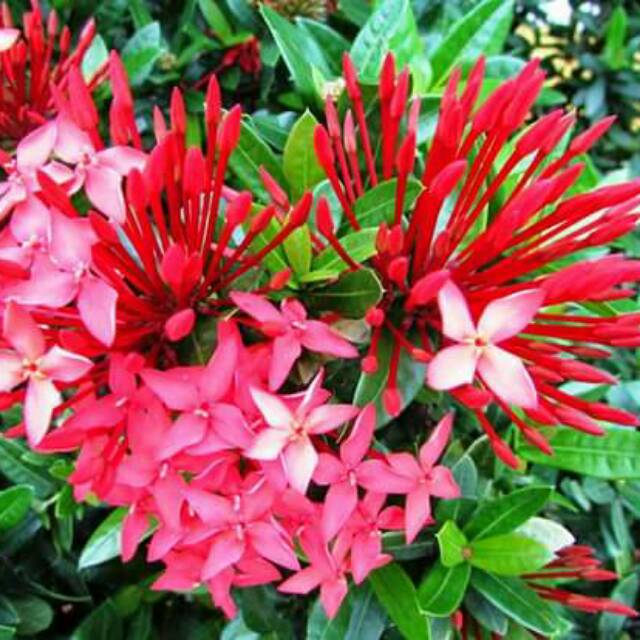 Paling Keren 24+ Gambar Bunga Asoka Merah - Gambar Bunga Indah