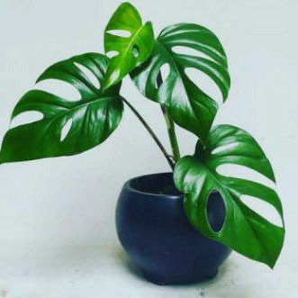 monstera rhapidopora
