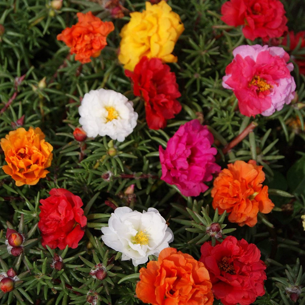 PlantaSeed - 50 Seeds - Portulaca Double Mix Biji Bunga - PAS0229