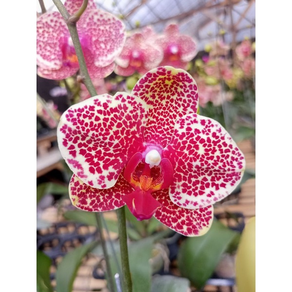 anggrek bulan premium merah bintik phalaenopsis hybrid leopard bunga besar kondisi knop mekar angbul