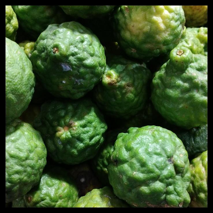 

Jeruk Purut Jantan Kecil (1Kg Isi 8/10Pcs) Tergantung Timbangan