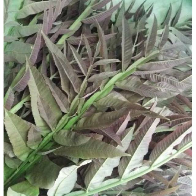 

Daun sungkai 250gram