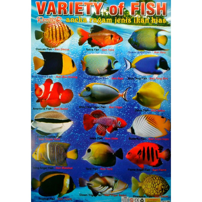 Poster Belajar Jenis Ikan Hias Variety Of Fish Shopee Indonesia