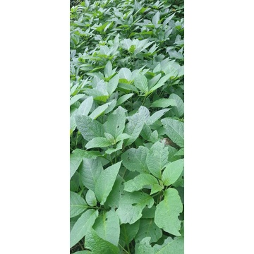 

Daun daun kecubung segar per 1 kg