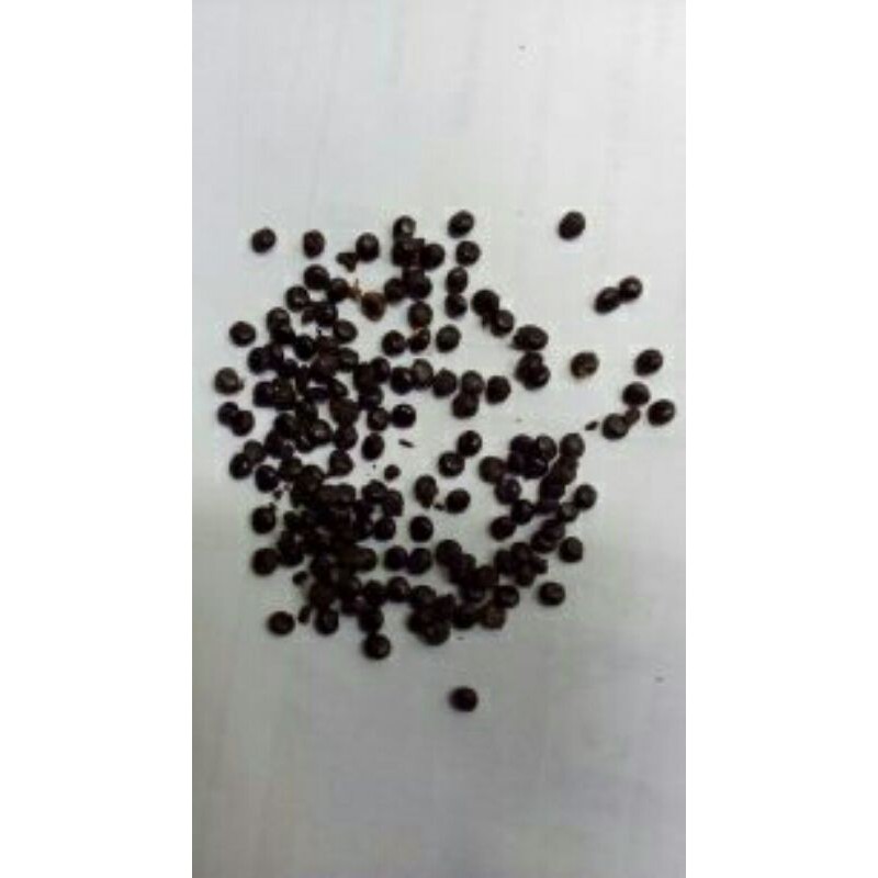 benih ginseng merah korea atau biji ginseng merah korea