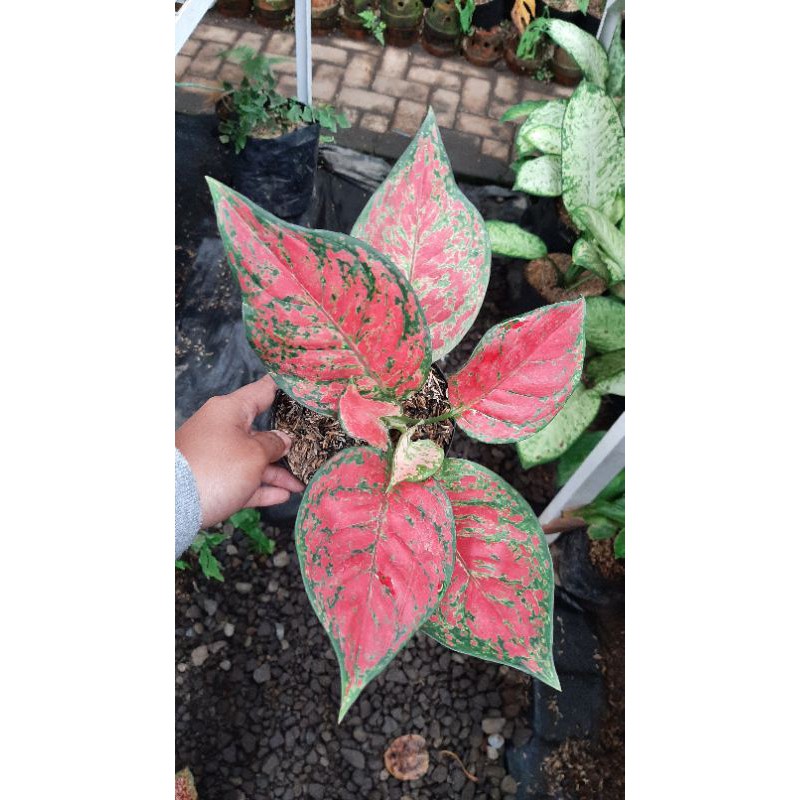 Dut Anjamani/Aglonema Dut Anjamani