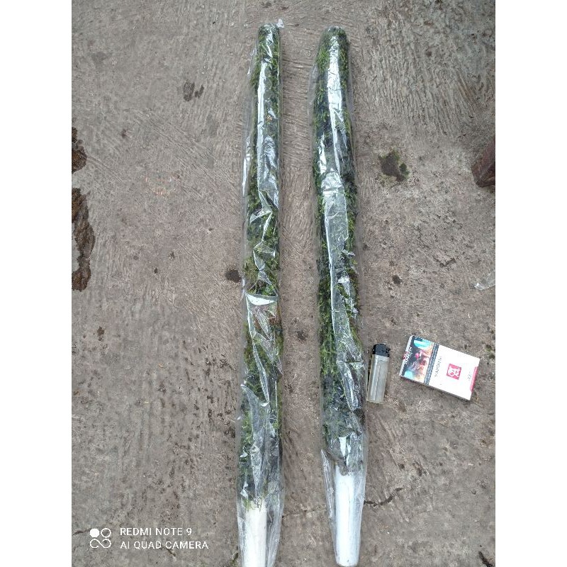 turus lumut perambat tanaman