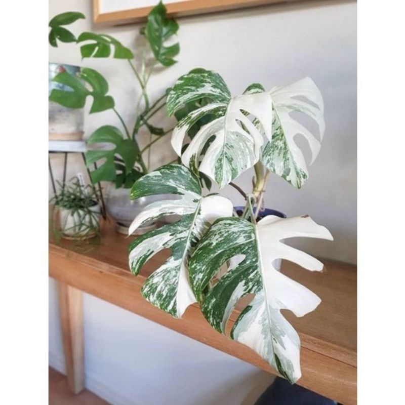 monstera bonggol deliciosa varigata