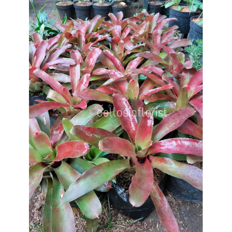Tanaman Hias Bromolia Merah