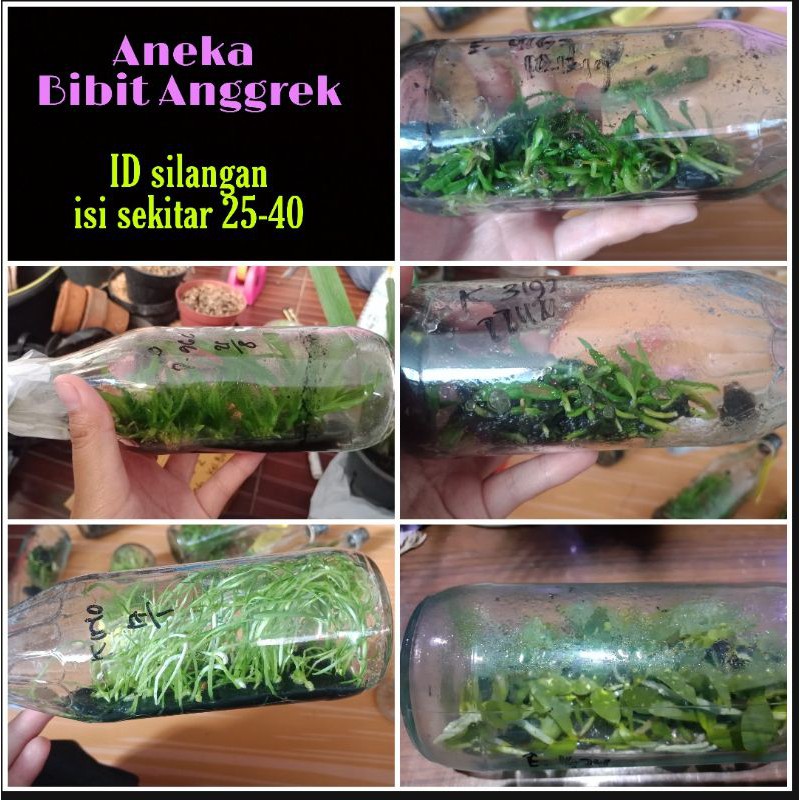 Bibit Botol Anggrek ID Silangan