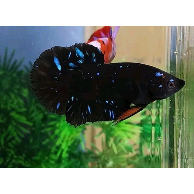 bahanan avatar Cooper & gorder top grade