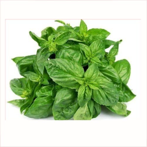 

1 Ikat Daun Kemangi | Pasar Induk Pekanbaru #Harga_Grosir