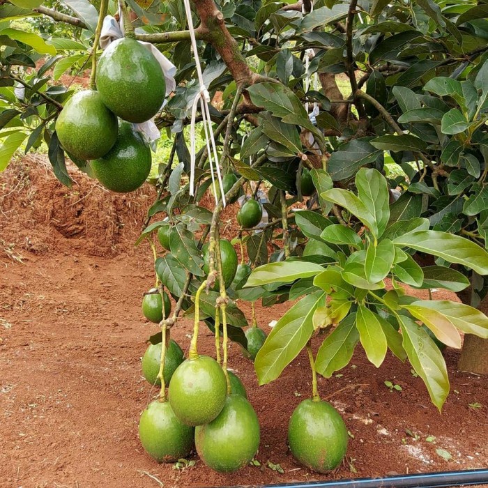 bibit alpukat mentega super jumbo okulasi cepat berbuah lebat