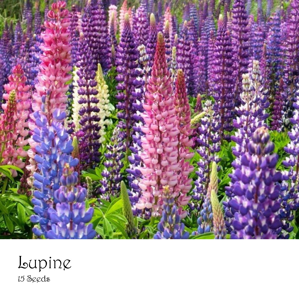 PlantaSeed - 15 Seeds - Lupine Russell Strain Benih Biji Bunga - PAS0192