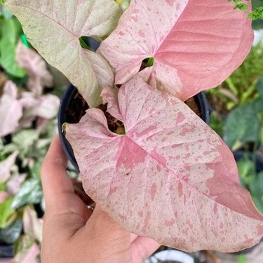 Taanaman Bunga Syngonium Pink Spot Tanaman Syngonium Original Tanaman Pink Spot Murah