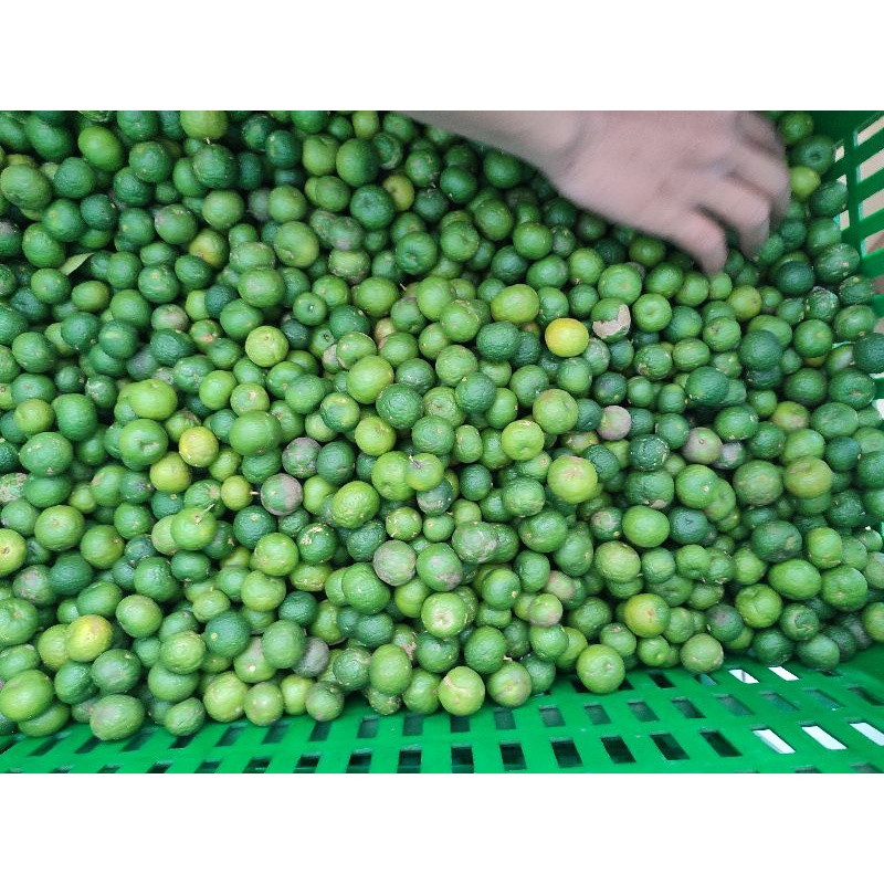 

jeruk limau jeruk limo jeruk sambal 1kg
