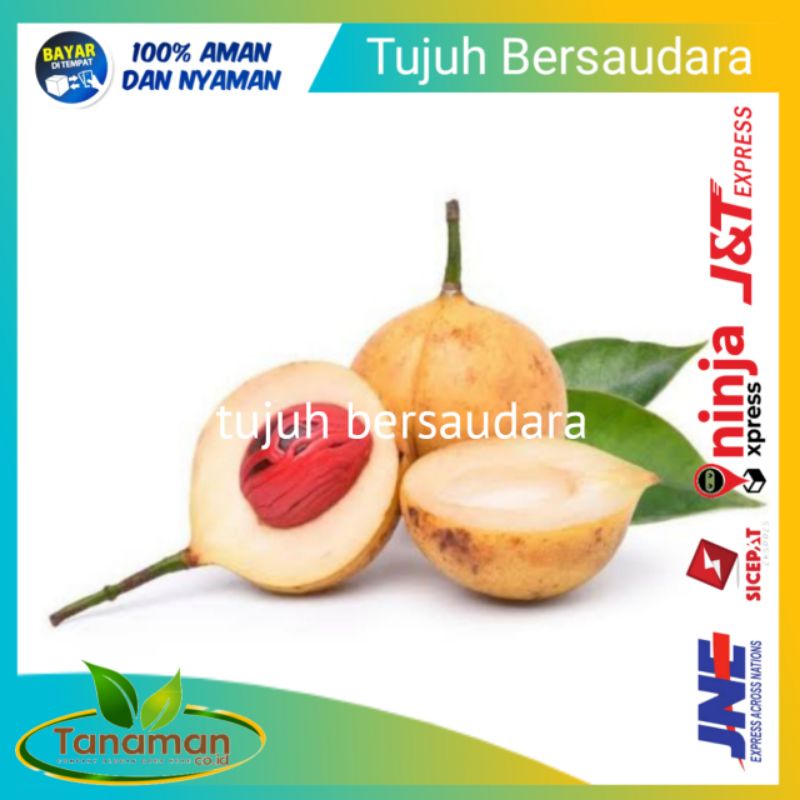 

BUAH PALA SEGAR 500 GRAM FRESH